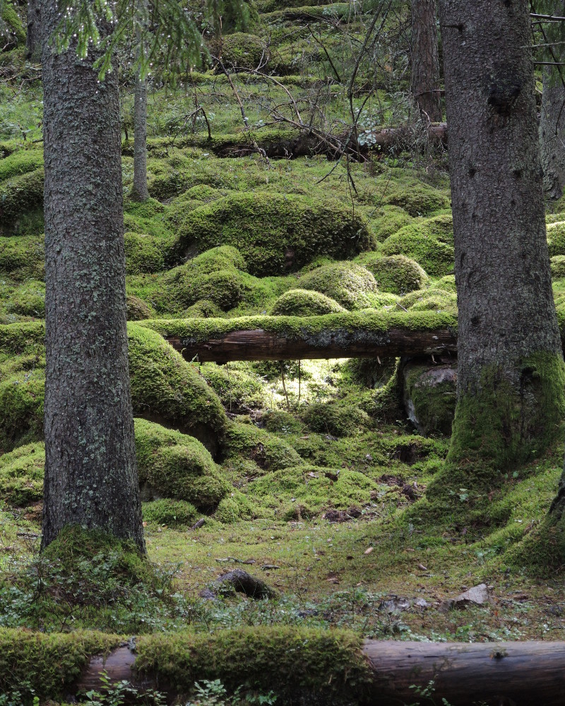 Mossy stones framed by trees