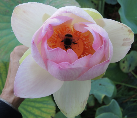 Bumble bee in lotus flower