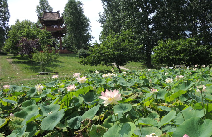 Lotus pond and bell tower