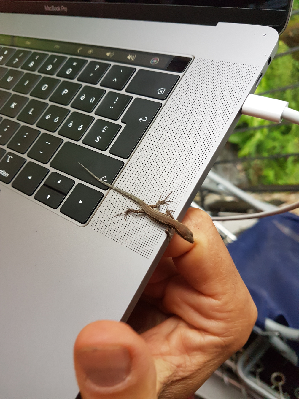 Baby lizard on MacBook