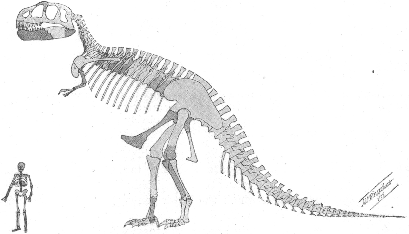 Tyrannosaurus rex skeleton